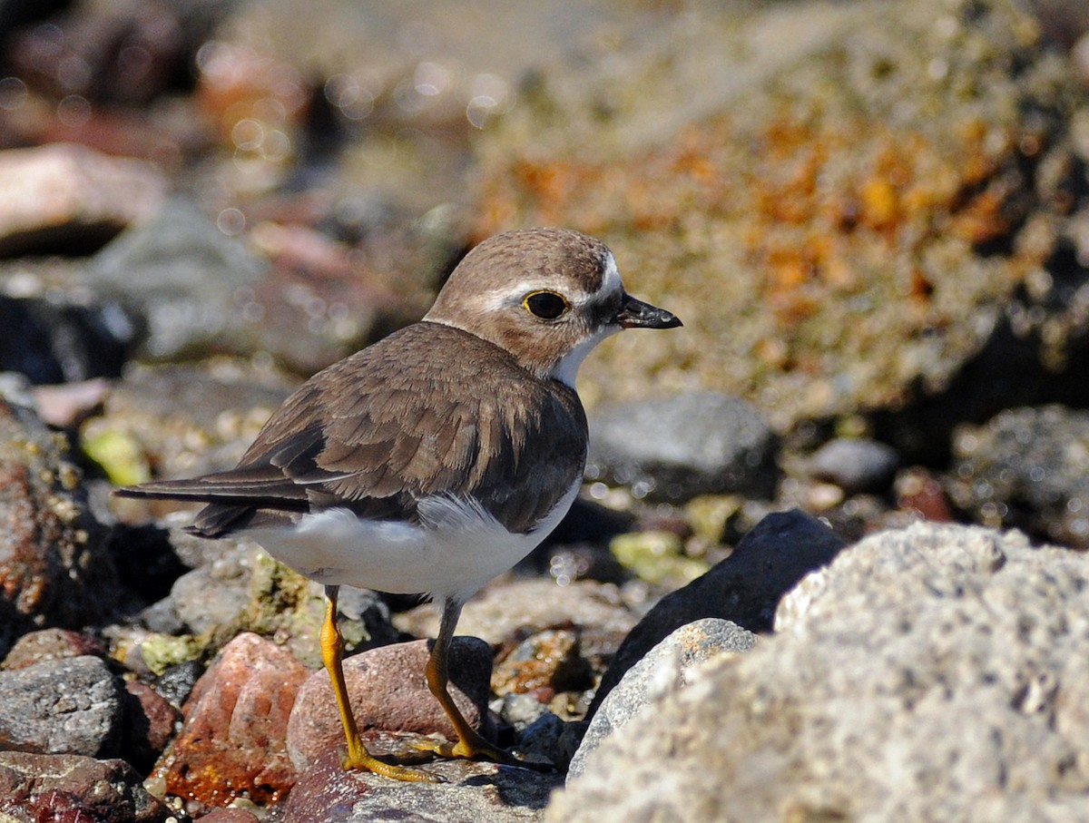 Semipalmated Plover - ML141883341
