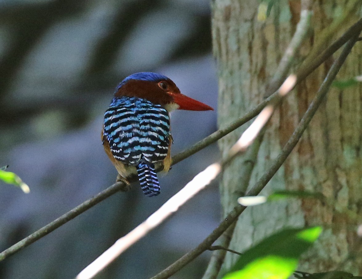 Banded Kingfisher - ML141883391