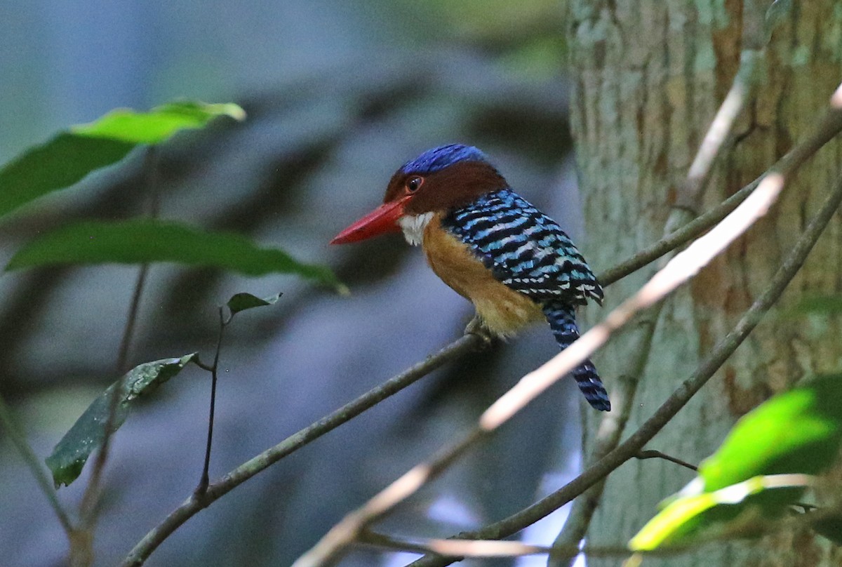 Banded Kingfisher - ML141883411