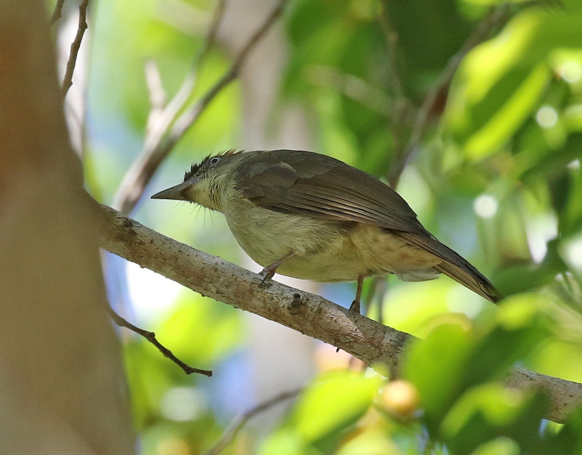 Buff-vented Bulbul - ML141883591