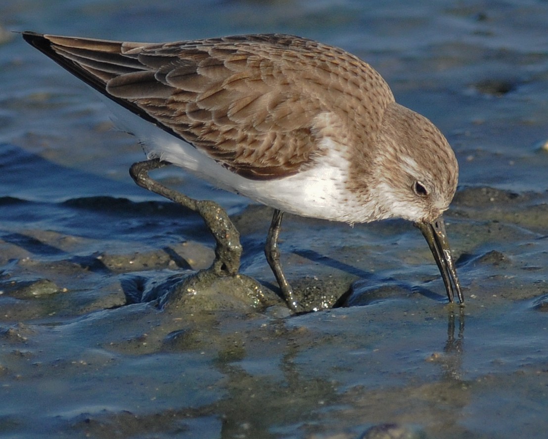 Western Sandpiper - ML141883661