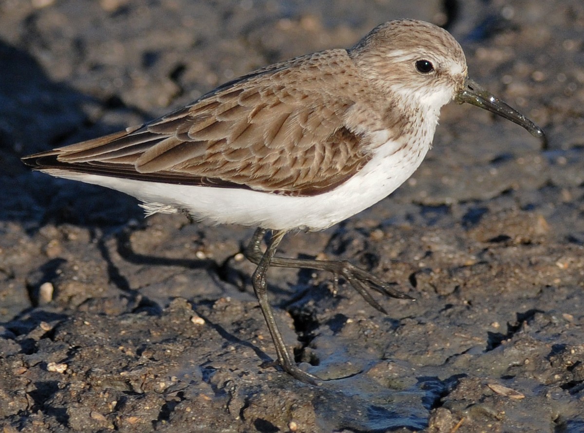 Western Sandpiper - ML141883671