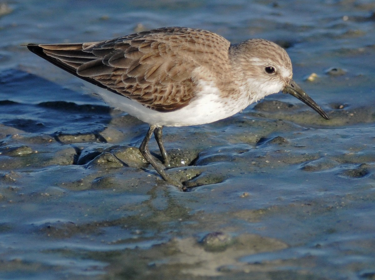 Western Sandpiper - ML141883681