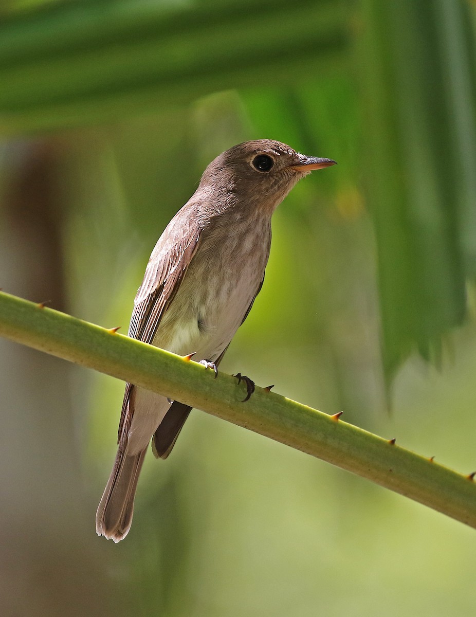 Brown-streaked Flycatcher - ML141883791