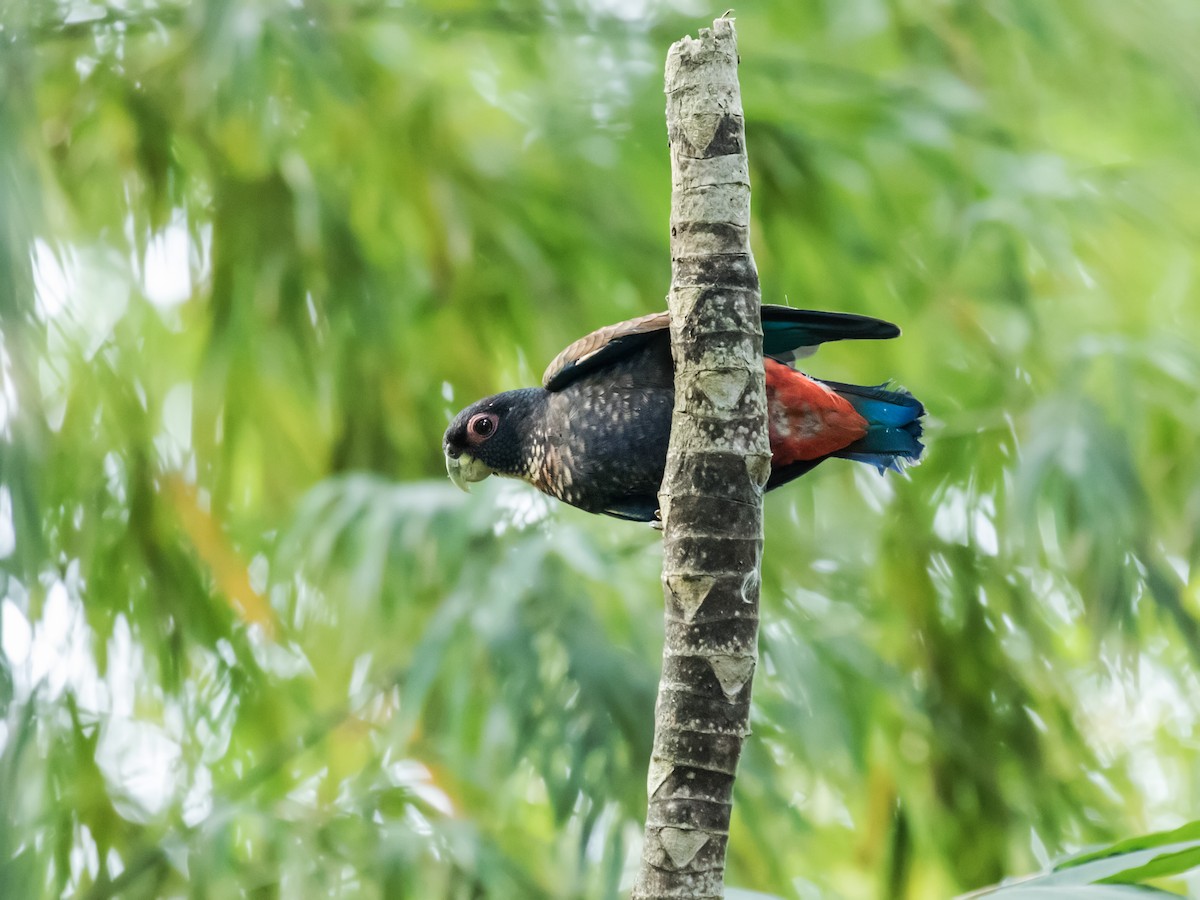 Bronze-winged Parrot - ML141884601