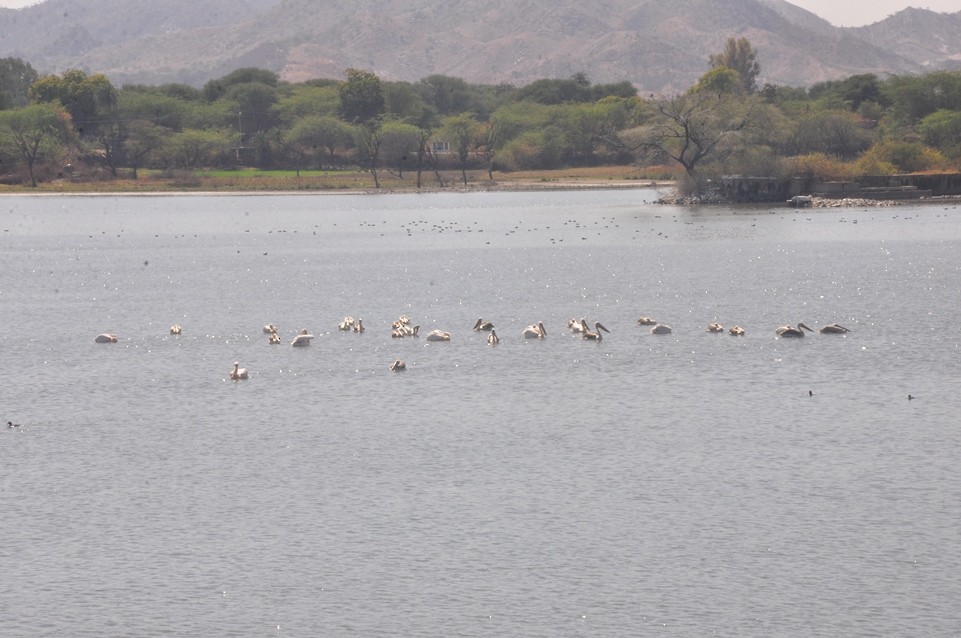 Great White Pelican - Foundation for Ecological Security Anand