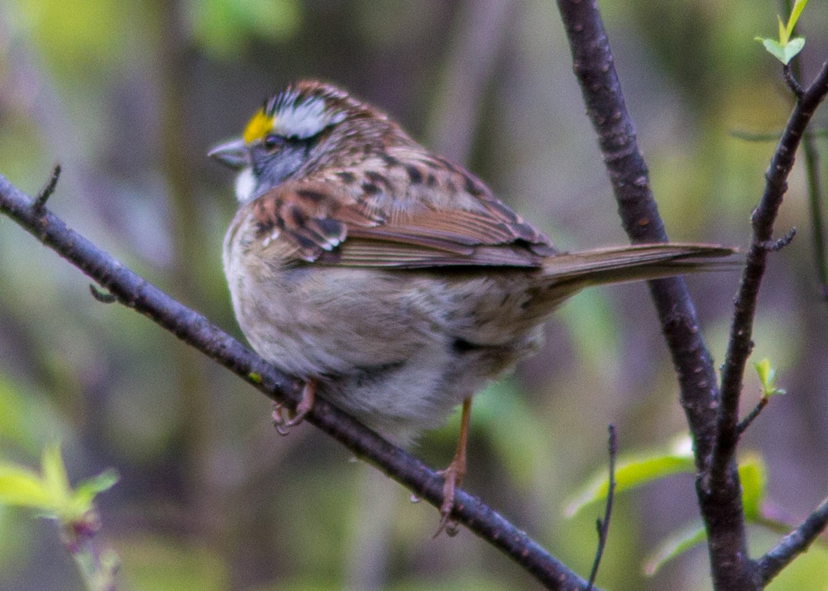 White-throated Sparrow - Marc Boisvert