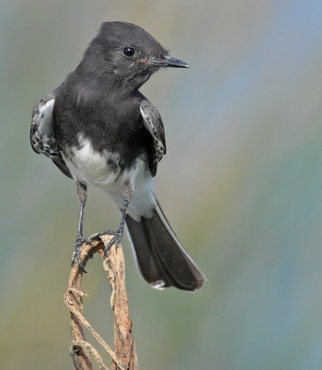 Mosquero Negro - ML141885521