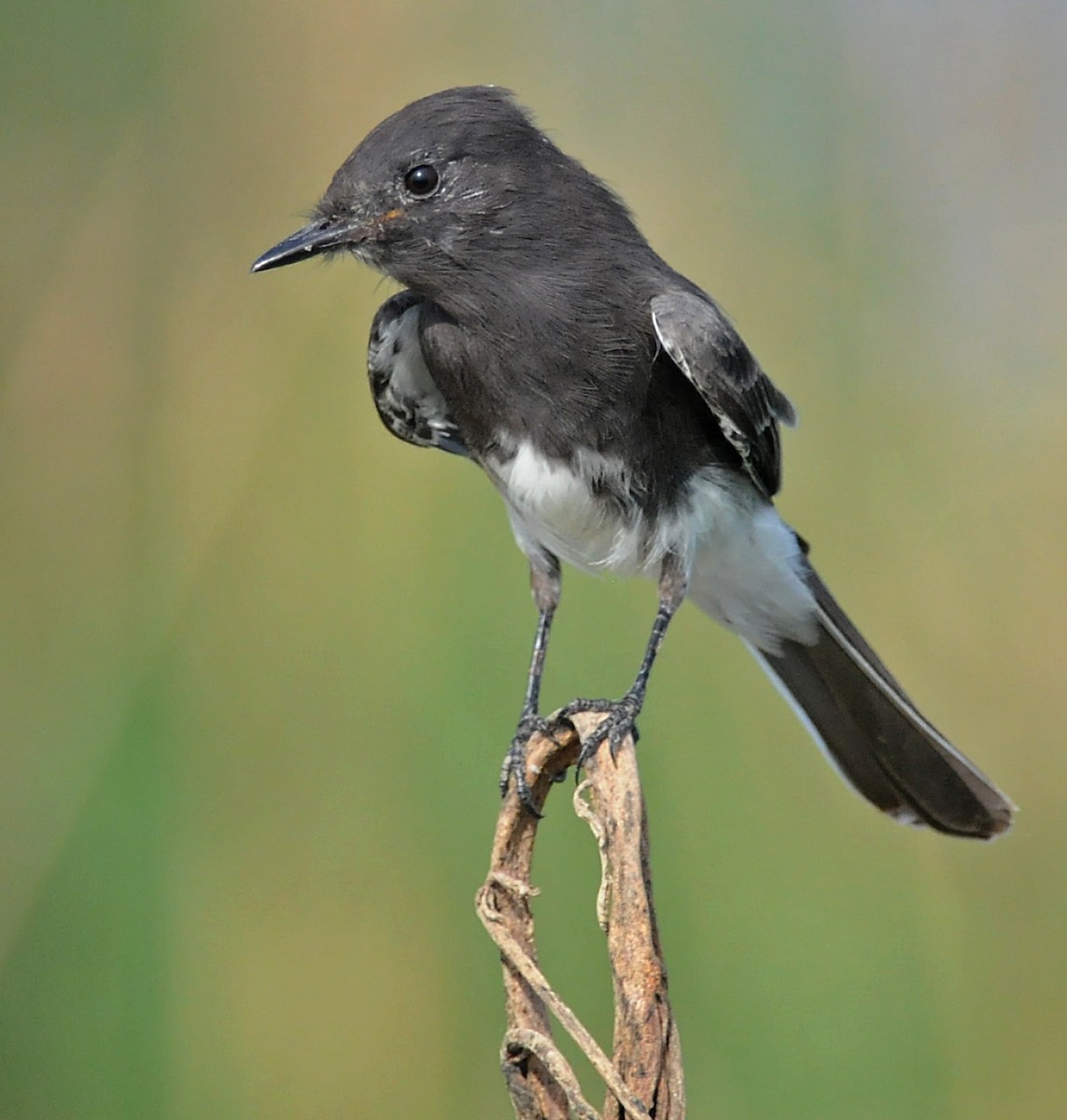 Black Phoebe - ML141885551