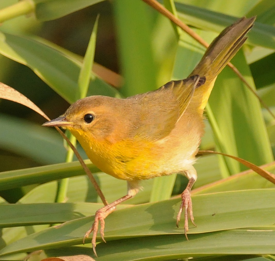 Belding's Yellowthroat - ML141885891