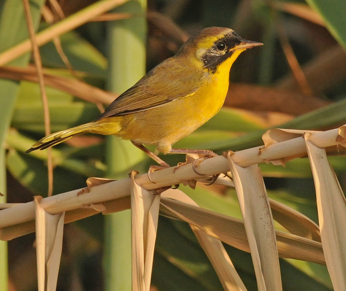 Belding's Yellowthroat - ML141885911