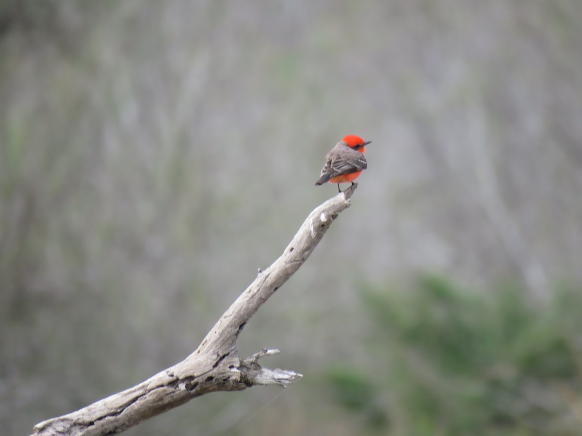 Vermilion Flycatcher - ML141886461