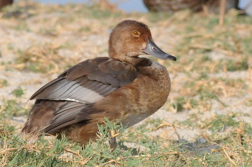 Fuligule à tête rouge - ML141886731