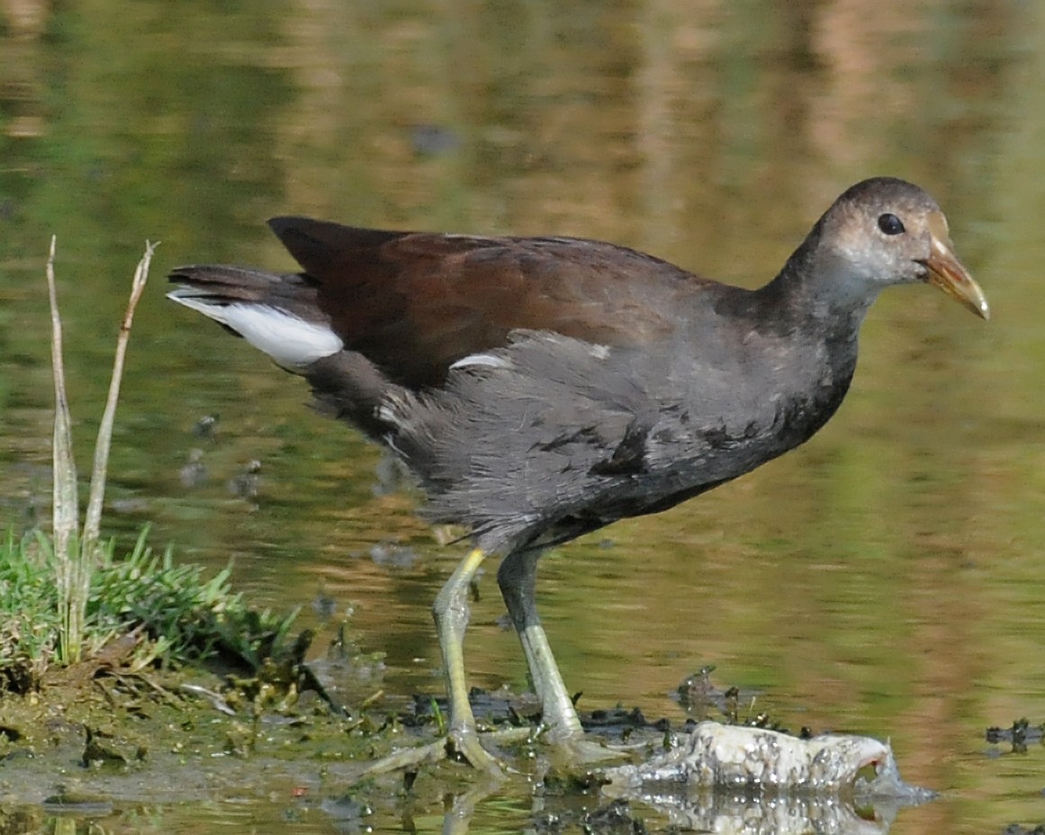 Common Gallinule - ML141886971