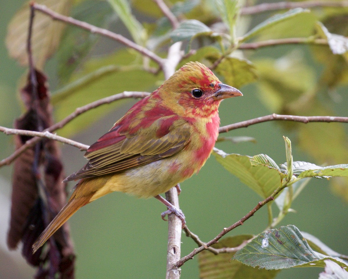 Summer Tanager - ML141887131