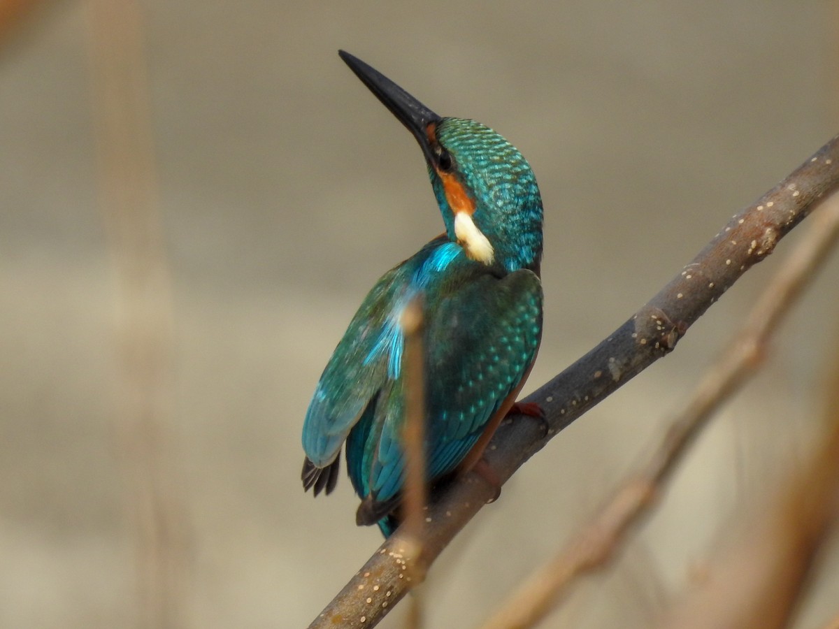 Common Kingfisher - ML141887191