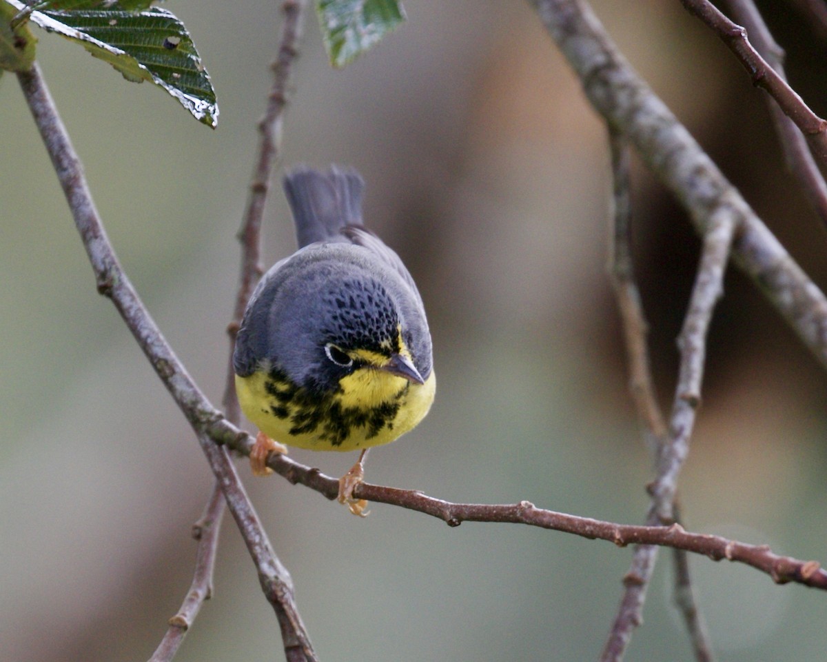 Canada Warbler - ML141887331