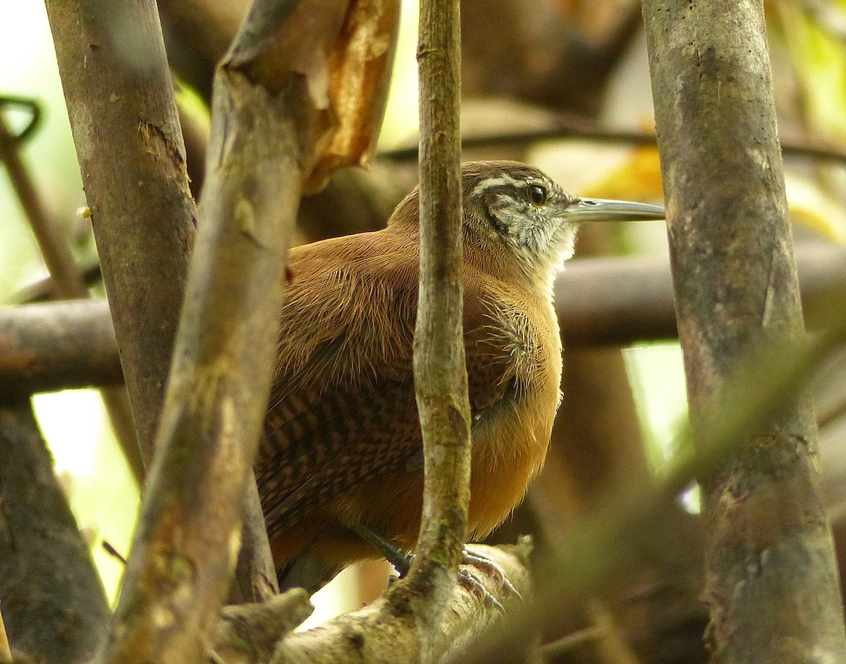 Long-billed Wren - ML141887341