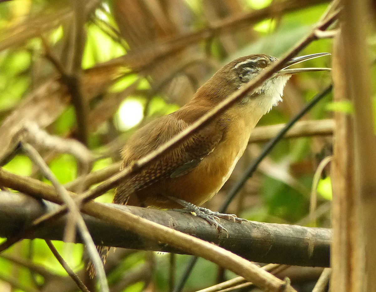 Long-billed Wren - ML141887351