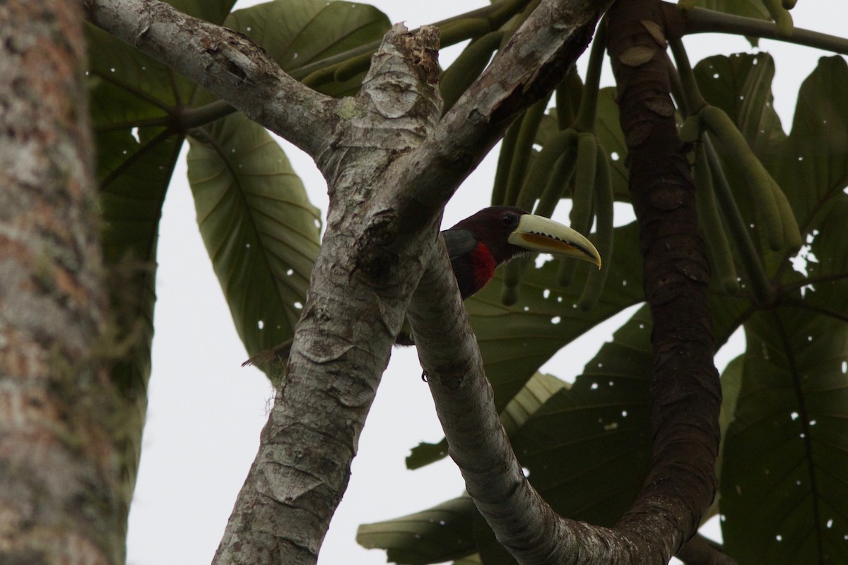 Ivory-billed Aracari - Gabriel Leite