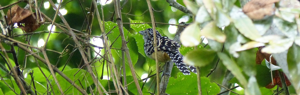 Spot-backed Antshrike - ML141887481