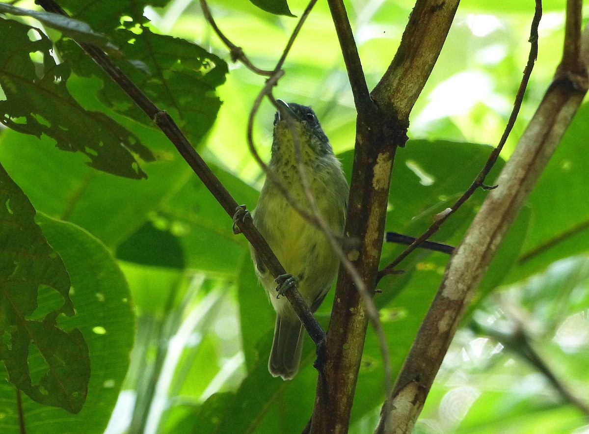 Spot-breasted Antvireo - ML141887491