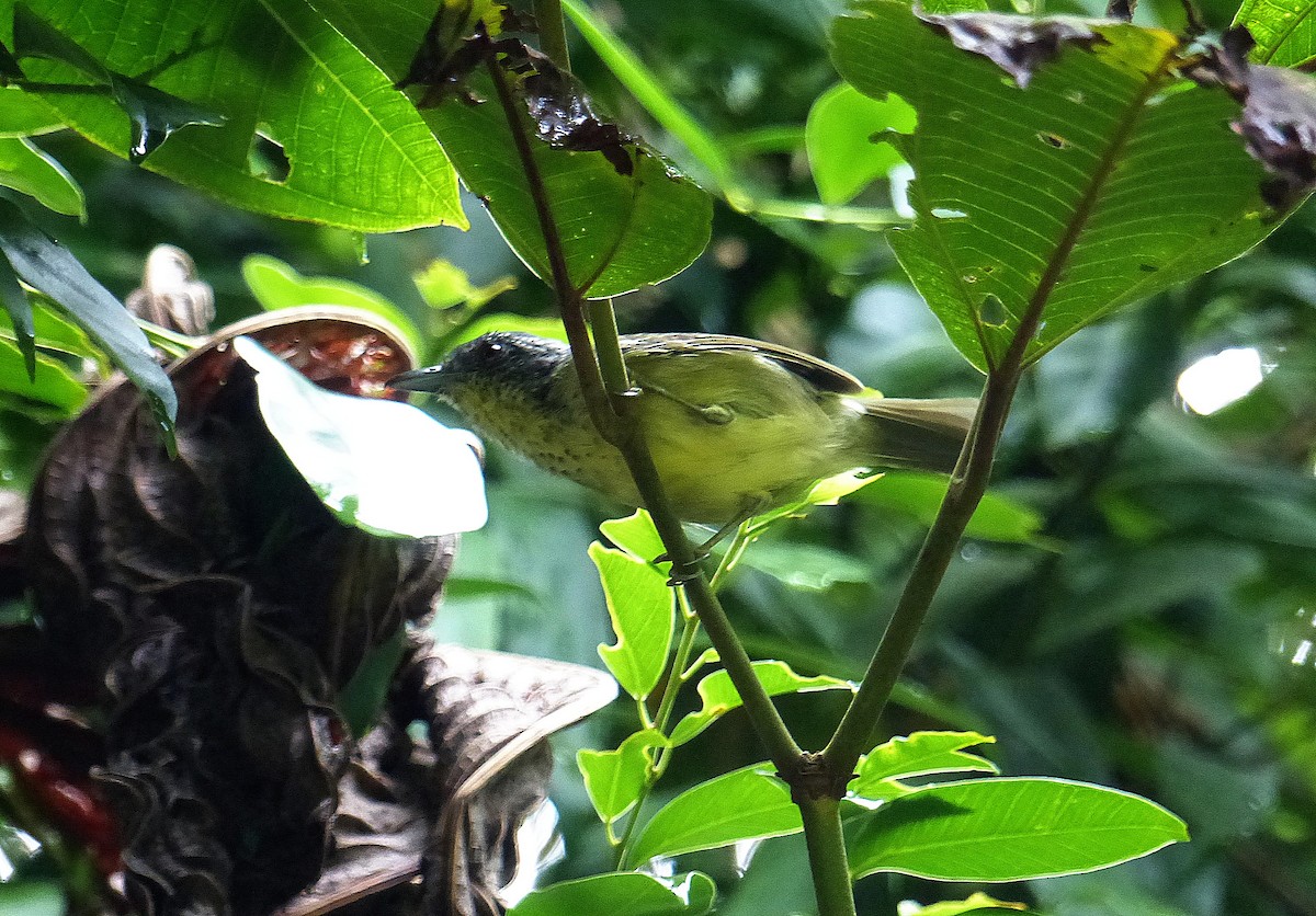 Fleckenbrust-Ameisenvogel - ML141887571