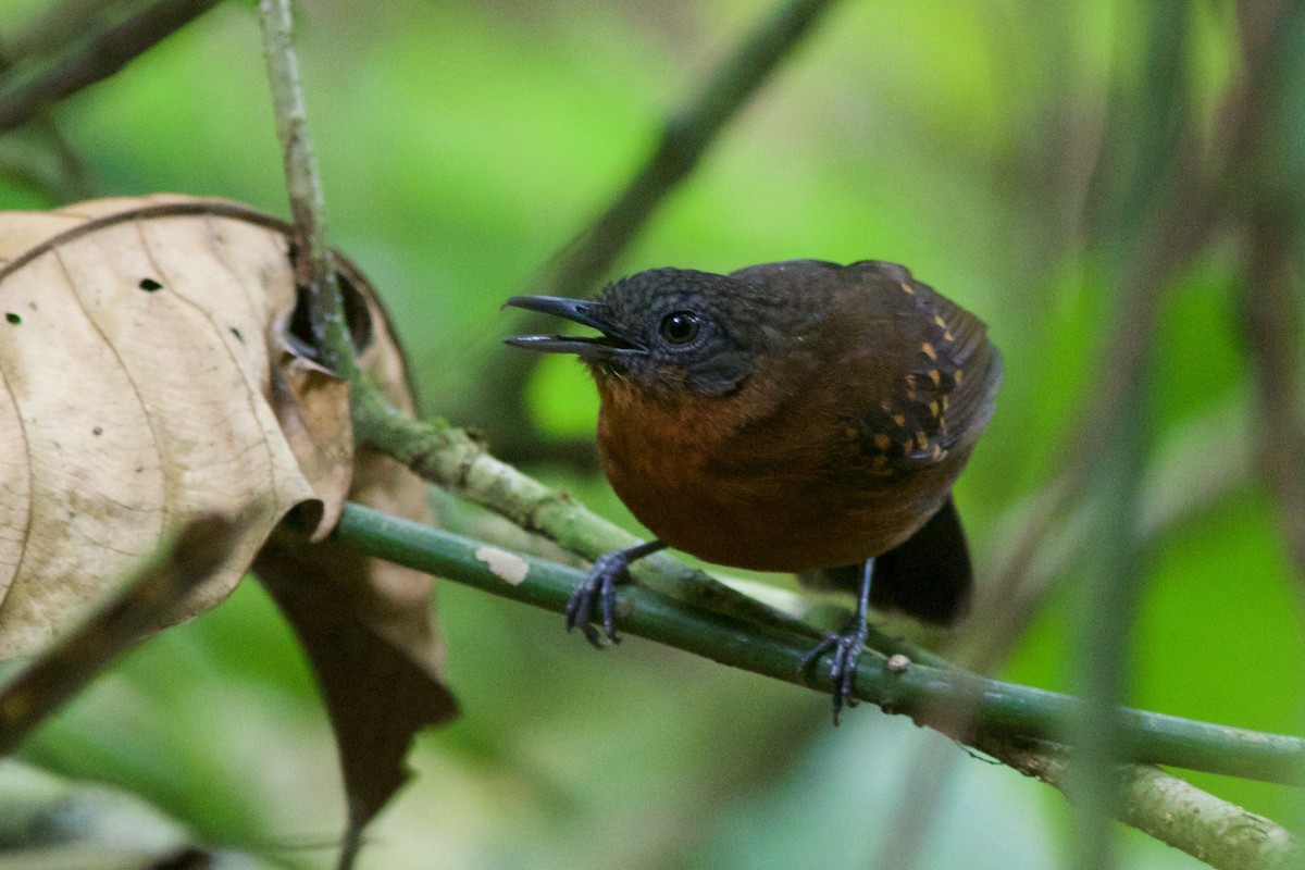 Rotaugen-Ameisenvogel - ML141887681