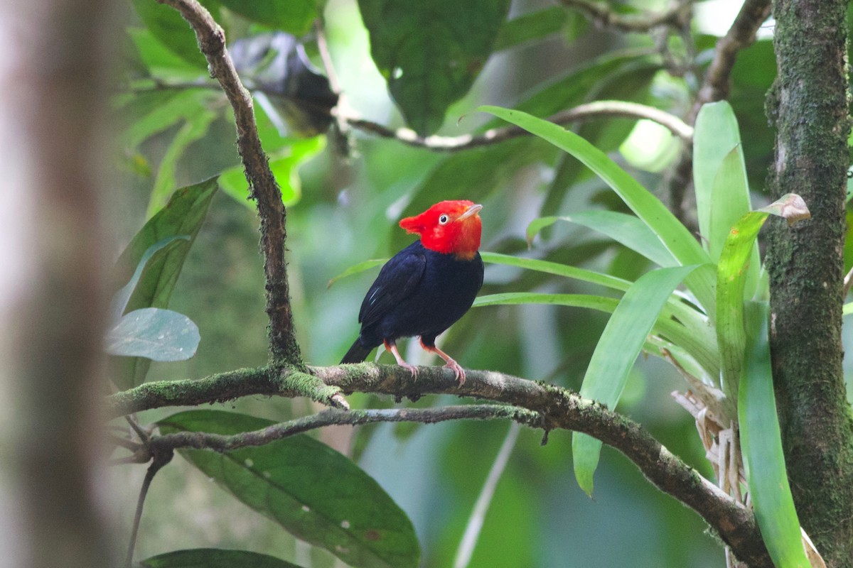 Scarlet-horned Manakin - Gabriel Leite