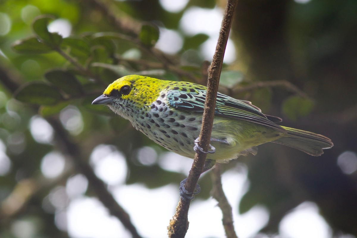 Speckled Tanager - Gabriel Leite