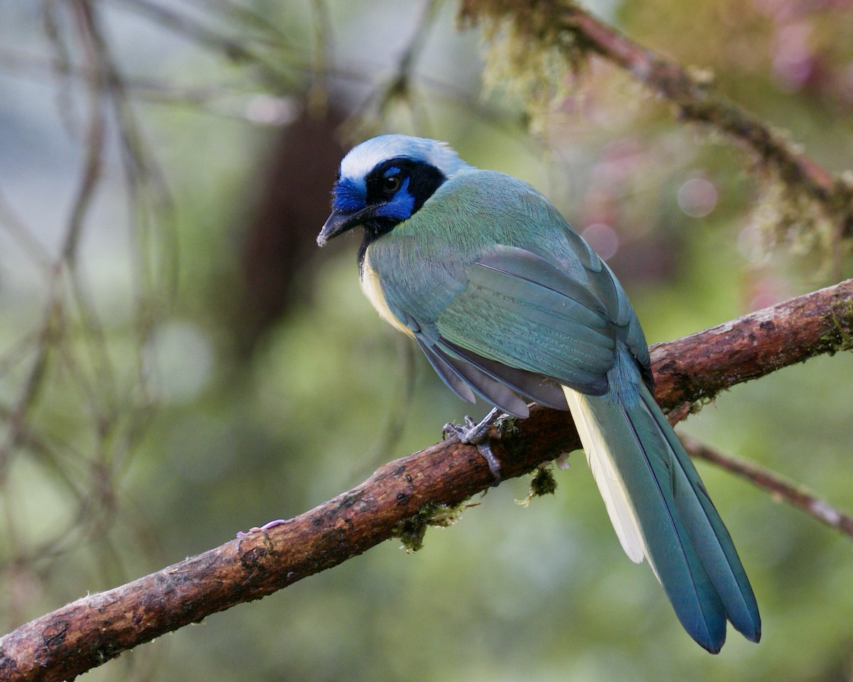 Green Jay (Inca) - ML141888981