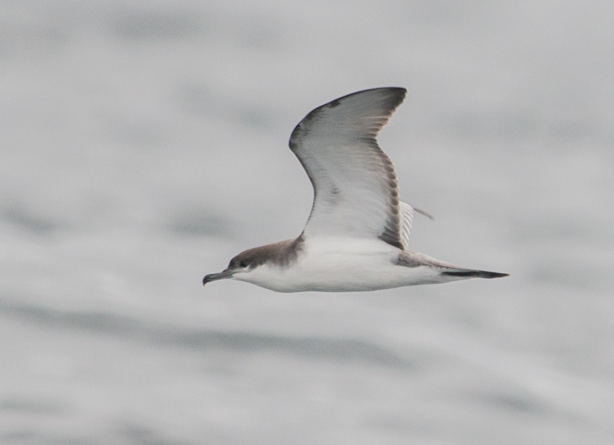 Buller's Shearwater - ML141889951