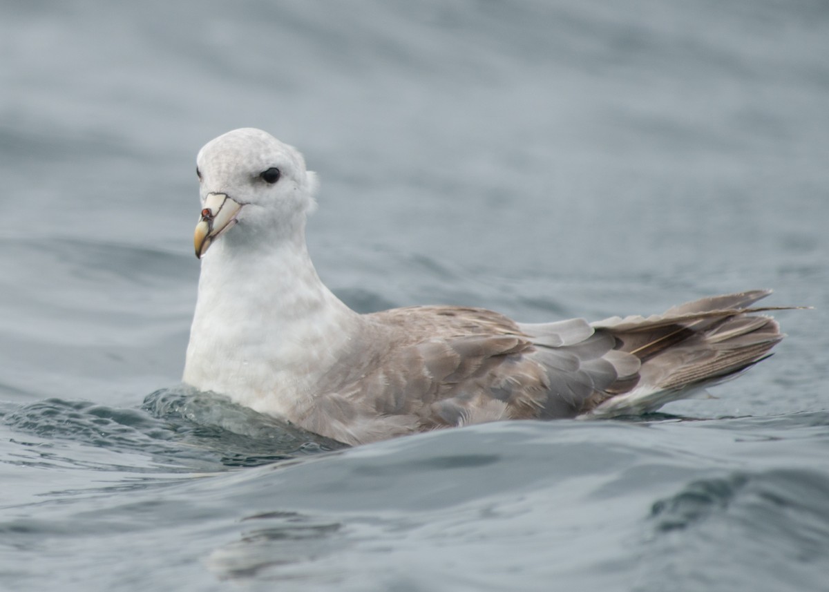 Northern Fulmar - ML141890011