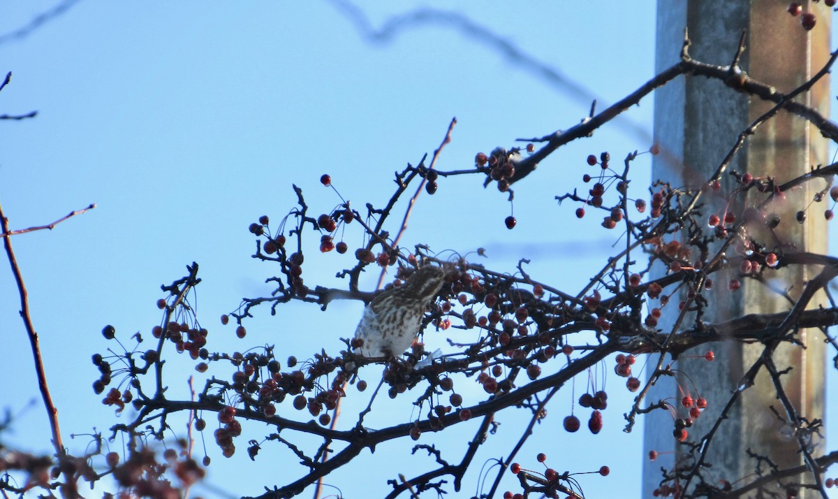 Purple Finch - ML141890031