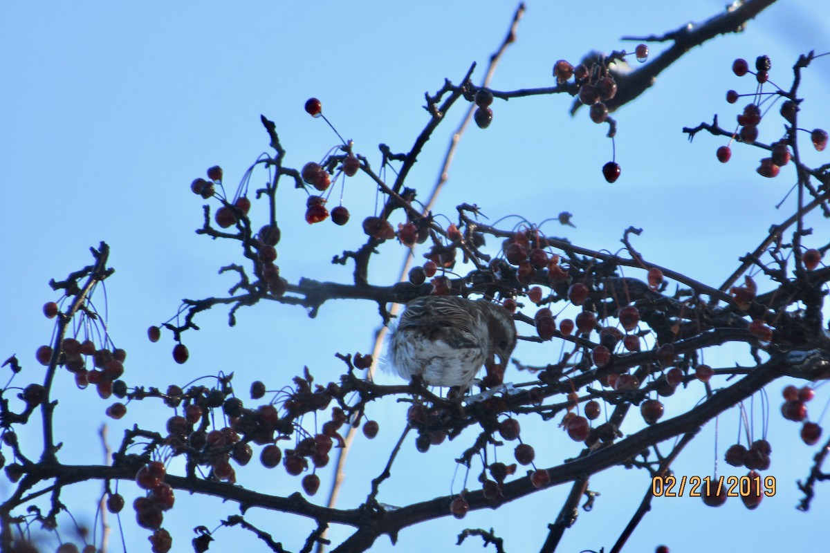 Purple Finch - ML141890041