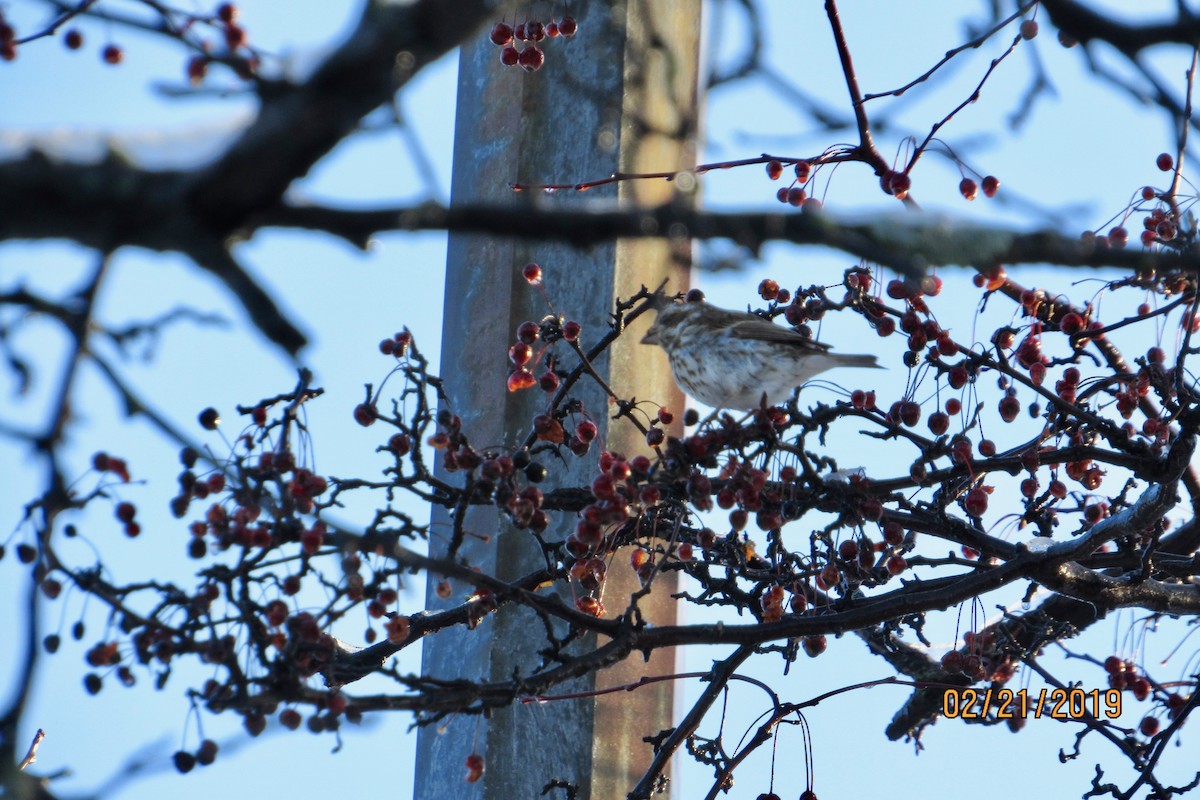 Purple Finch - ML141890061