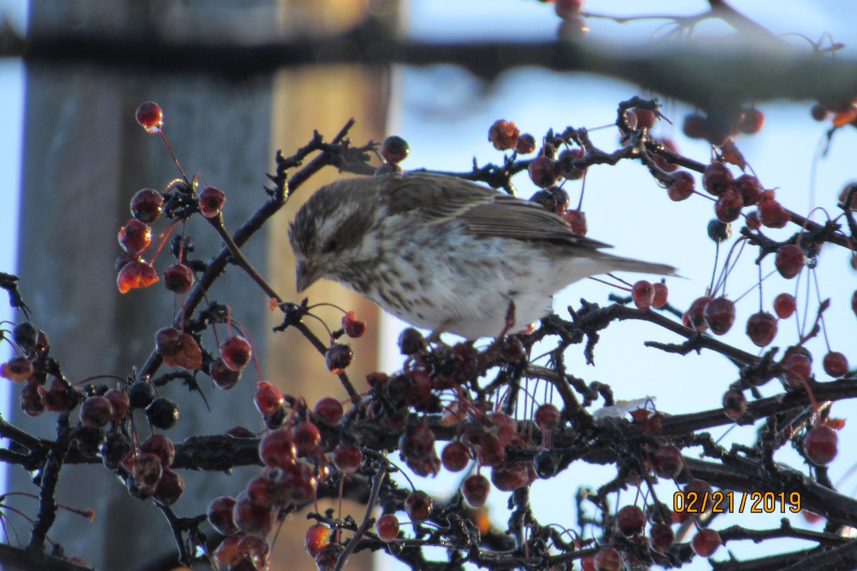 Purple Finch - ML141890071