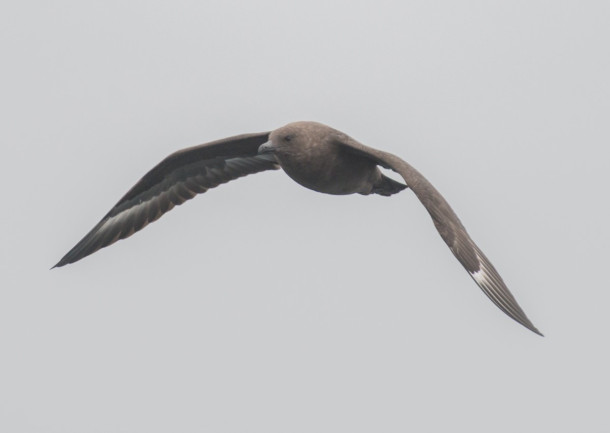 South Polar Skua - ML141890081