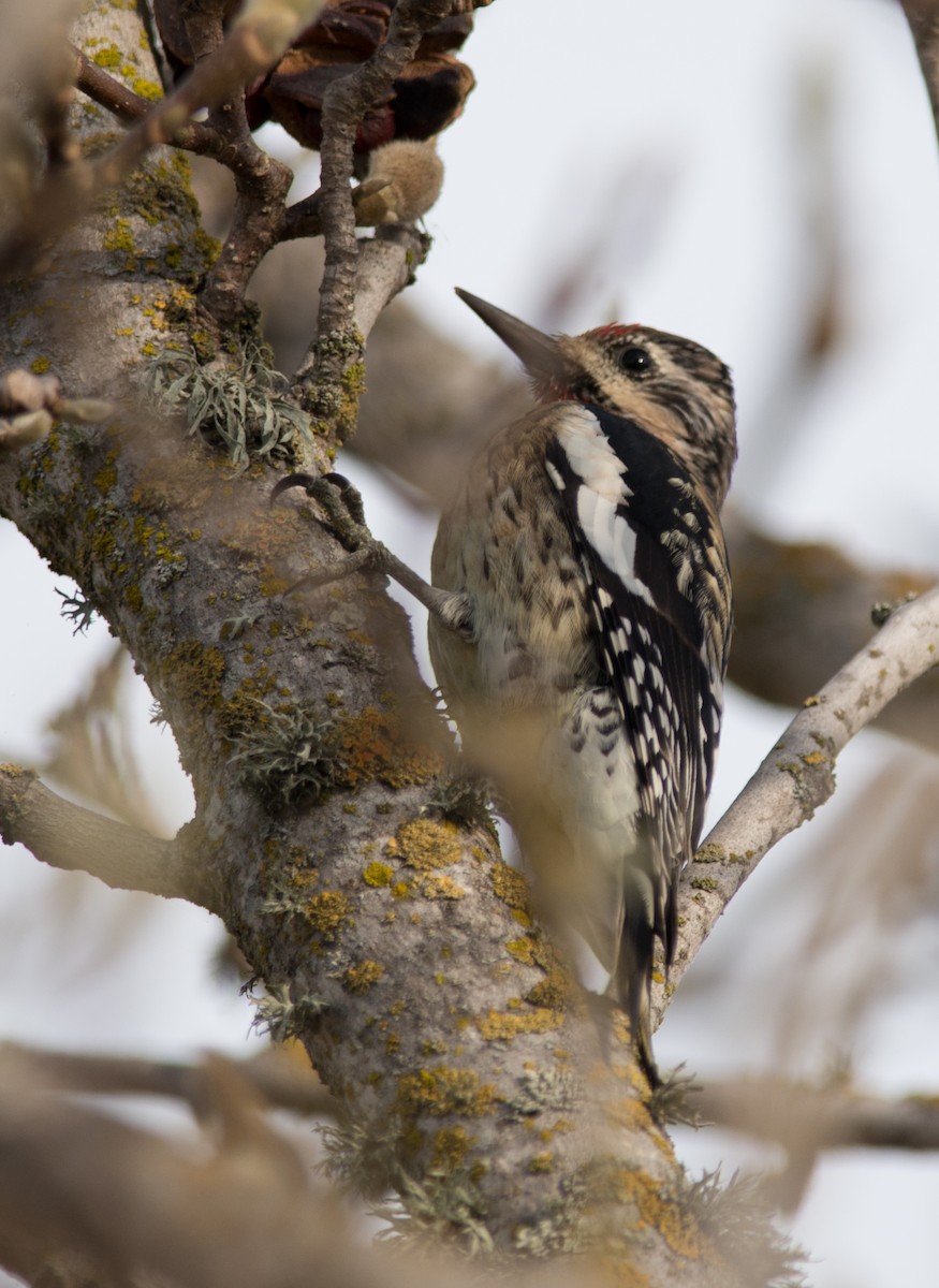 Yellow-bellied Sapsucker - ML141890161