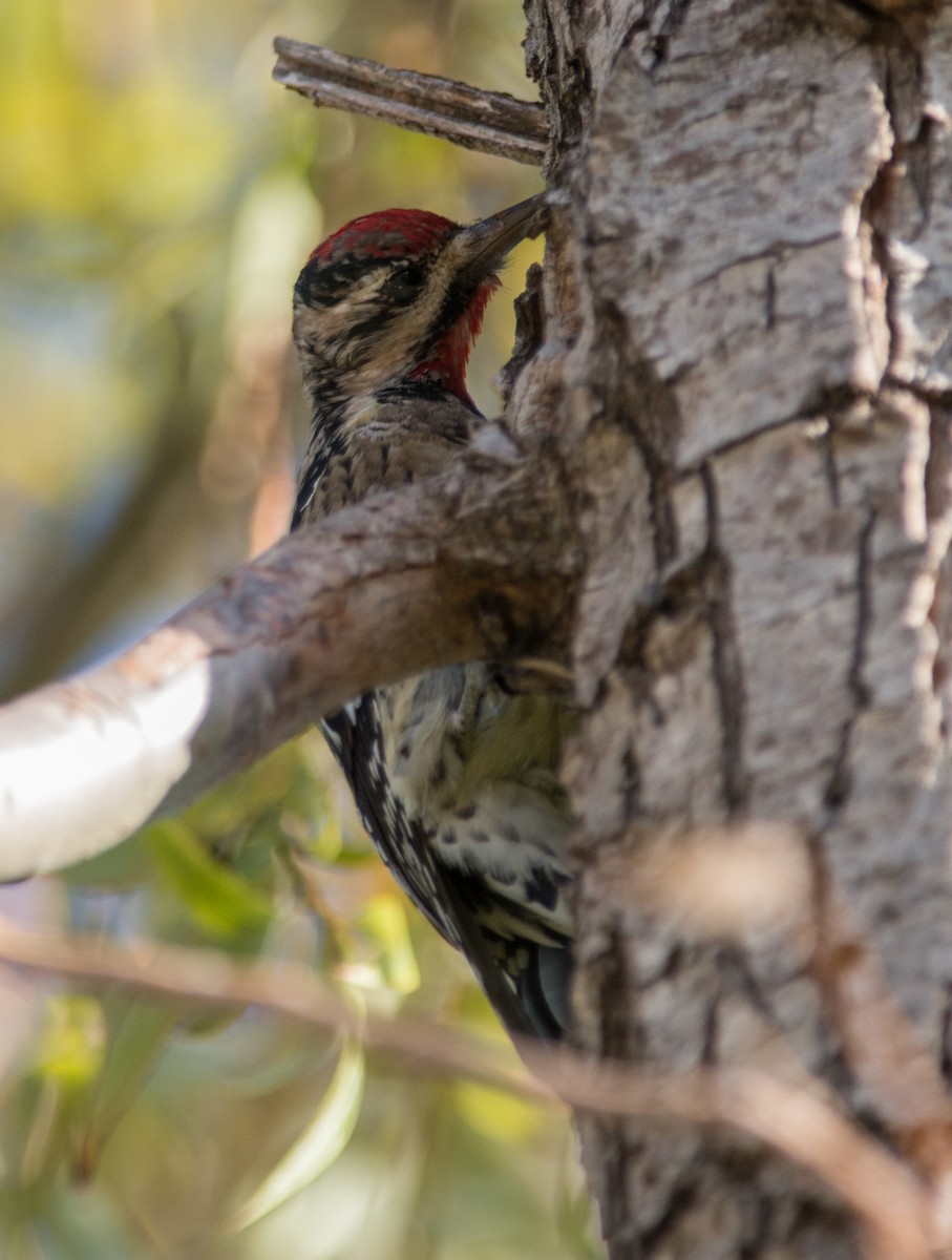 Yellow-bellied Sapsucker - ML141890251