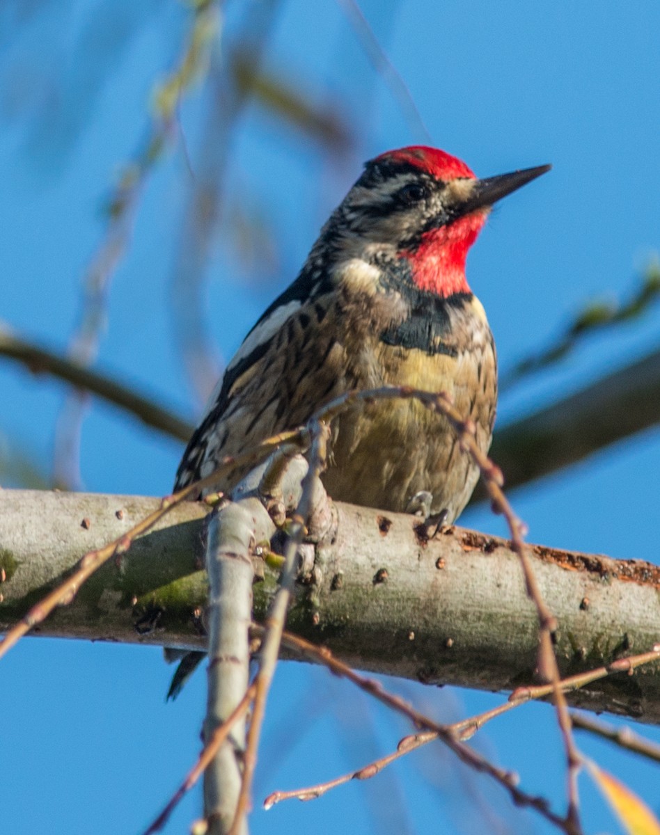 Yellow-bellied Sapsucker - ML141890481