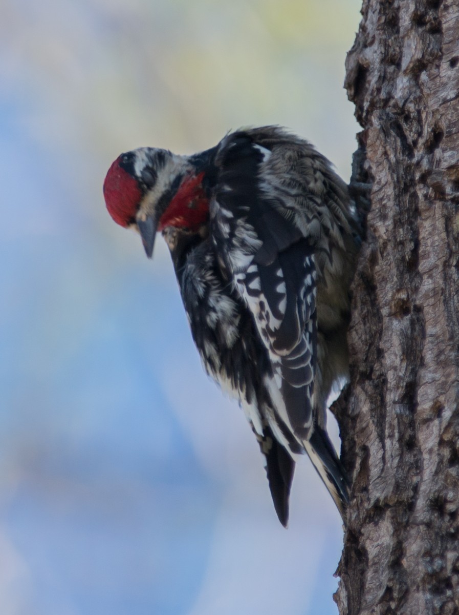 Yellow-bellied Sapsucker - ML141890541