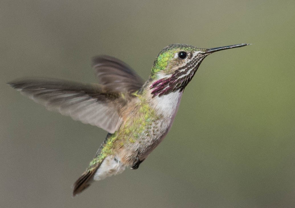 Calliope Hummingbird - ML141892001