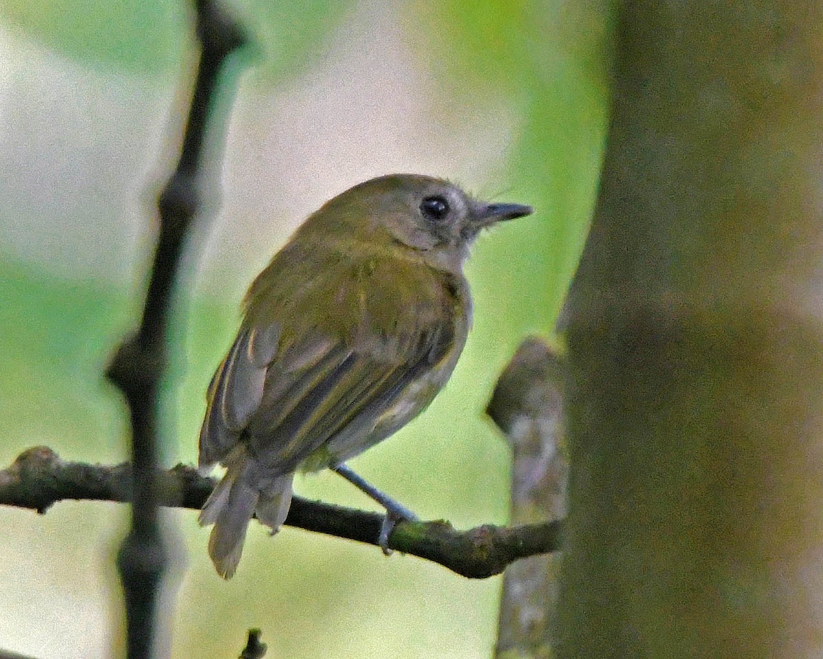 Flammulated Pygmy-Tyrant - Tini & Jacob Wijpkema