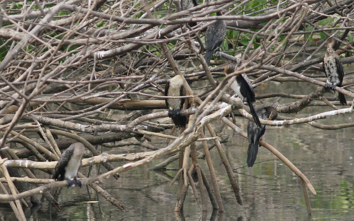 Long-tailed Cormorant - ML141893371