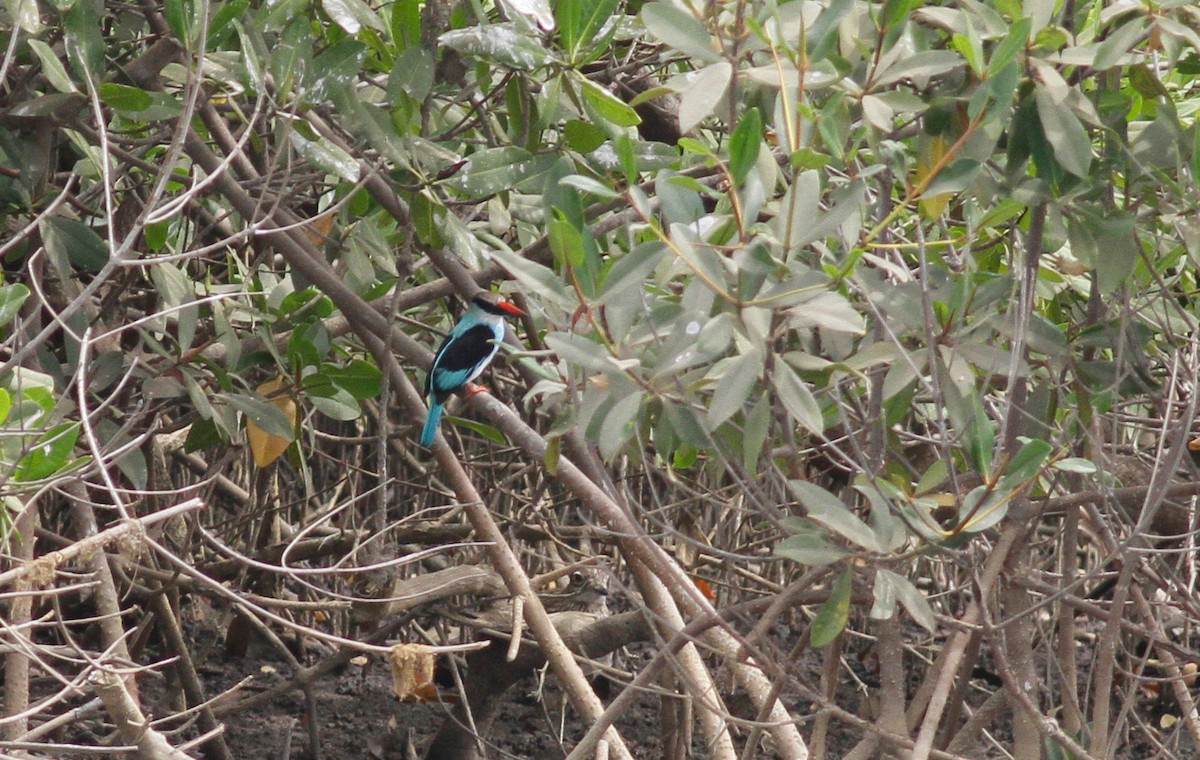 Blue-breasted Kingfisher - ML141893831