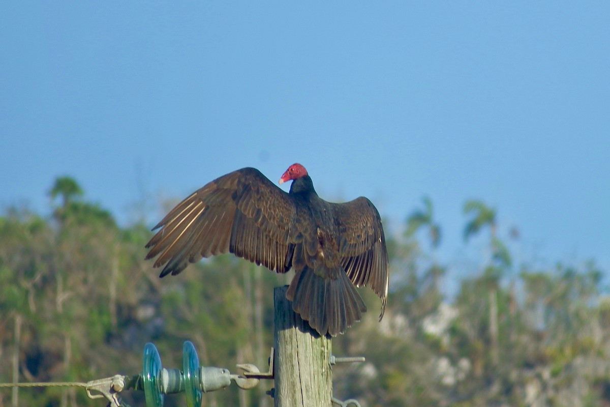 Turkey Vulture - Deirdre Robinson