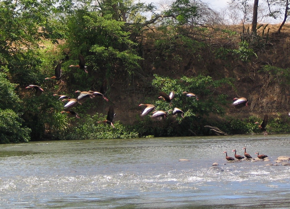 Dendrocygne à ventre noir - ML141894101