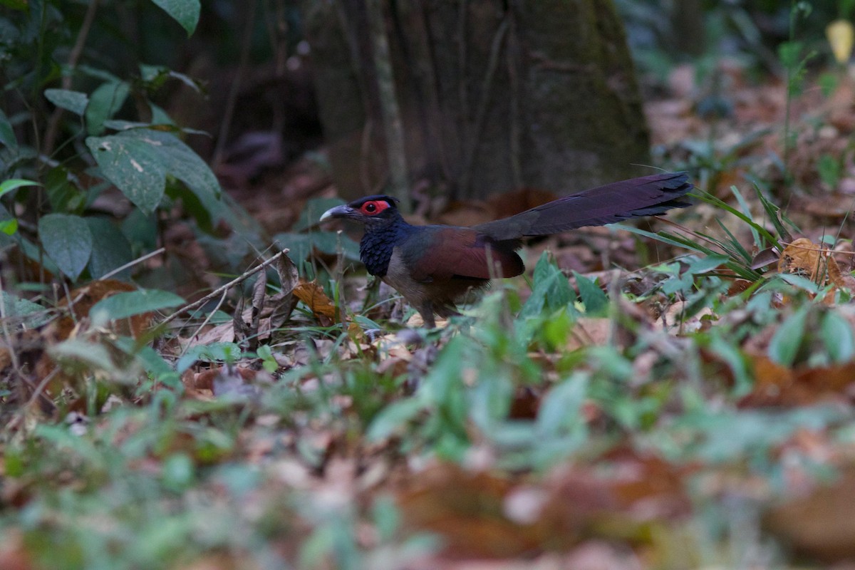 Rufous-winged Ground-Cuckoo - Gabriel Leite