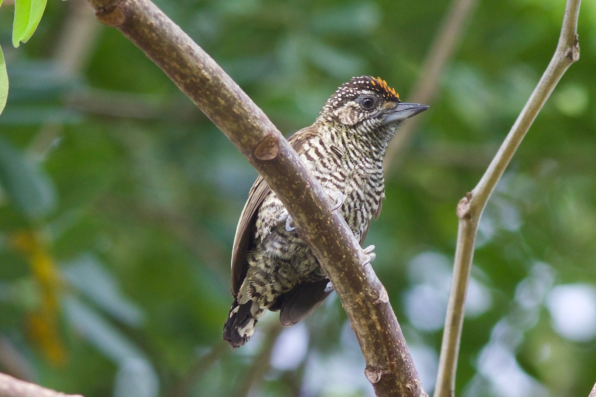 Golden-spangled Piculet - Gabriel Leite